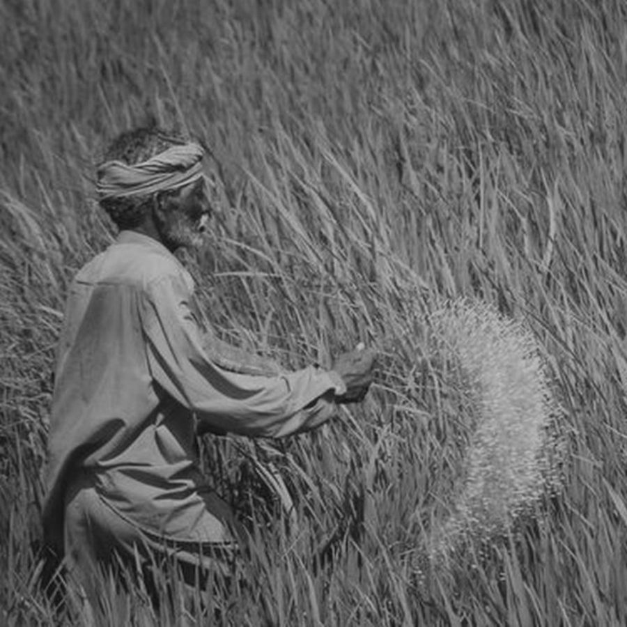 Human Hair: A Natural Fertilizer for Sustainable Agriculture