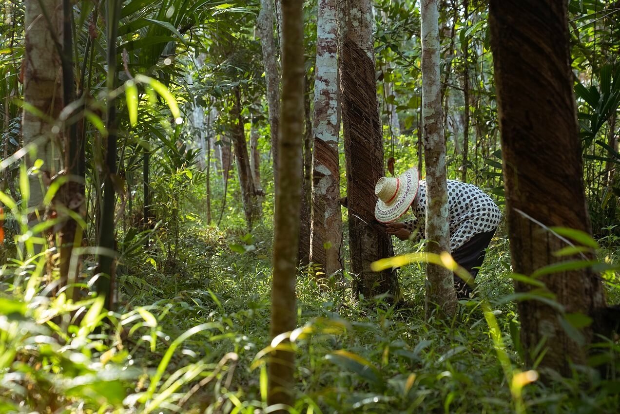 Using bioacoustic monitoring to assess effects of rubber agroforestry systems on wildlife in Thailand