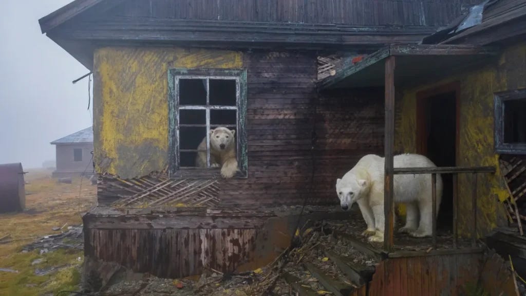Polar bears move into an abandoned weather station in Kolyuchin, Russia. ©Dmitry Kokh